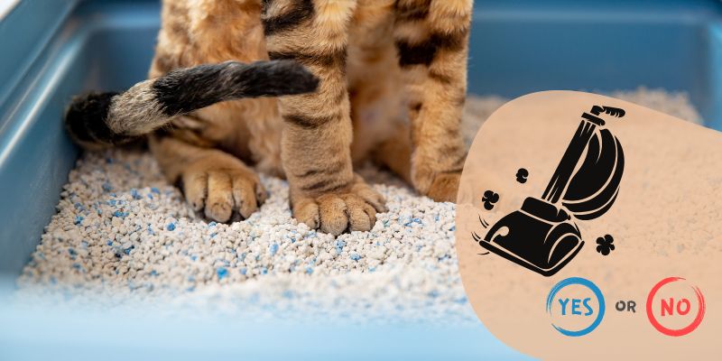 Pros And Cons of Using a Vacuum for Cleaning Cat Litter