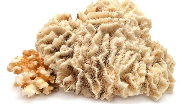 How-to-Clean-Coral
