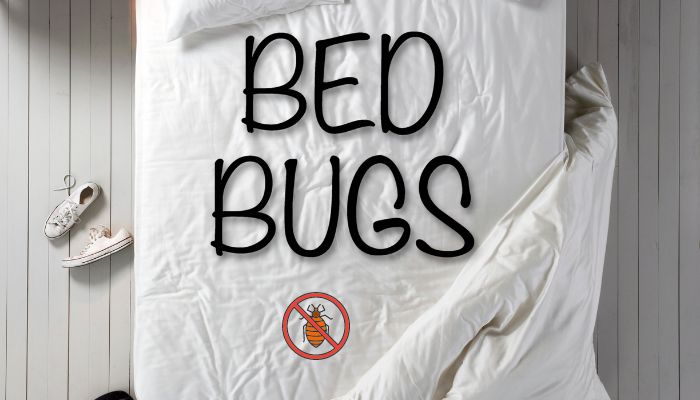 How to Kill Bed Bugs With Steam Cleaner?