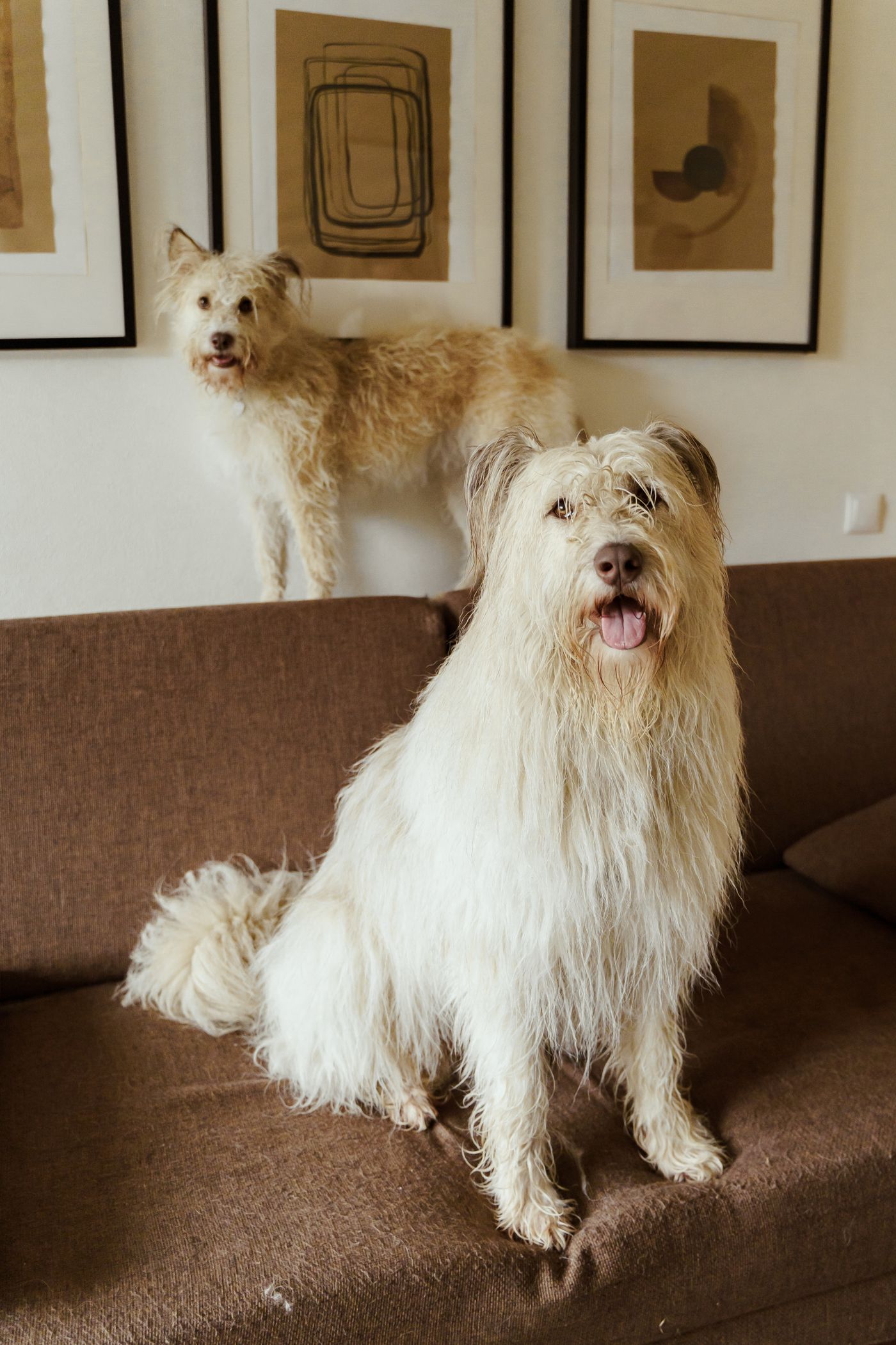 Two shaggy dogs sitting on and beside a fabric sofa in a furnished room.
